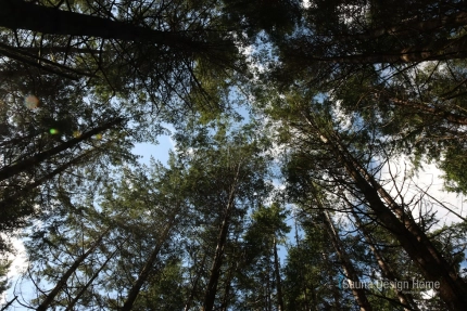 cédrus fa cédrus fa