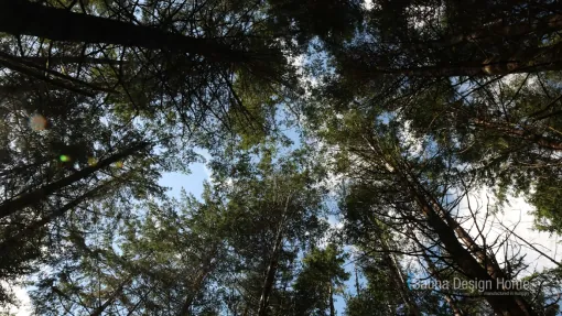 cédrus fa cédrus fa