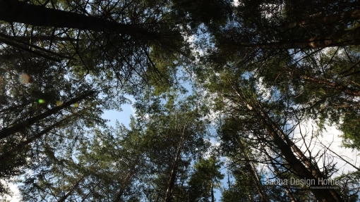 cédrus fa cédrus fa